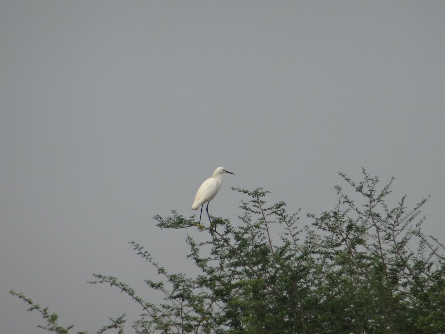 Crooked Tree- Snowy Egret