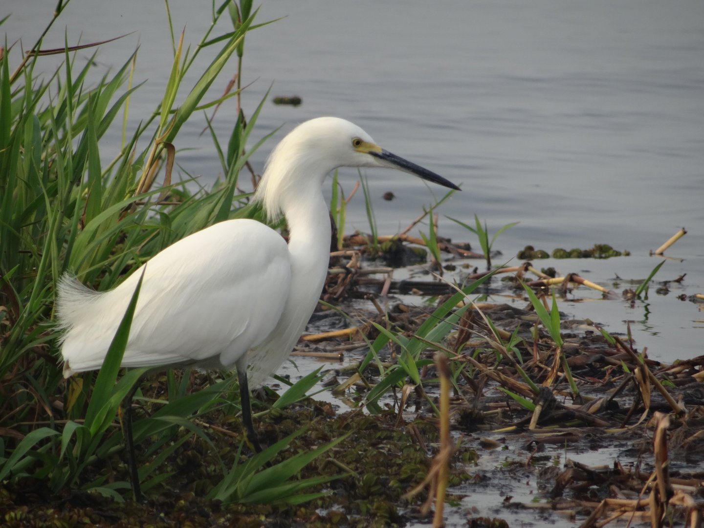Crooked Tree- Snowy Egret