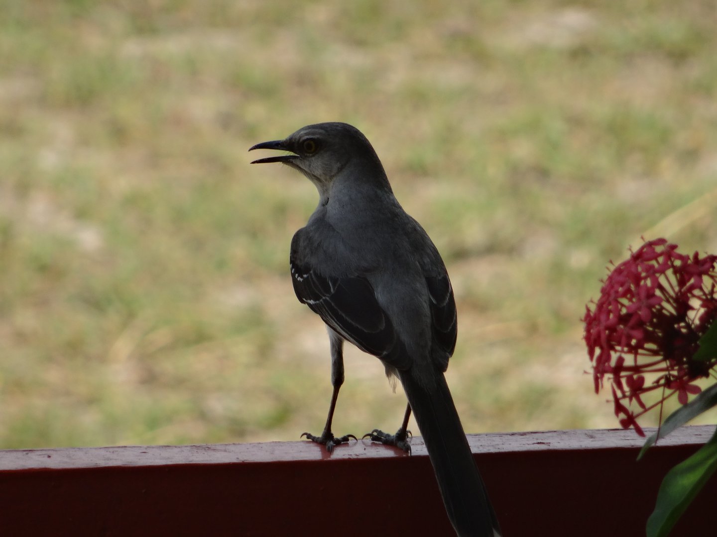 Crooked Tree- Tropical Mockingbird