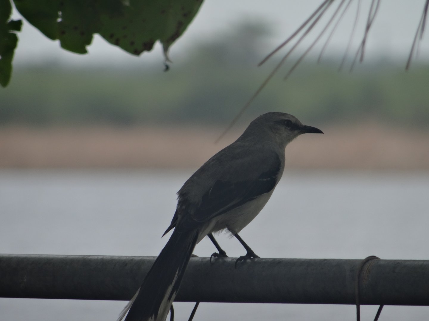 Crooked Tree- Tropical Mockingbird