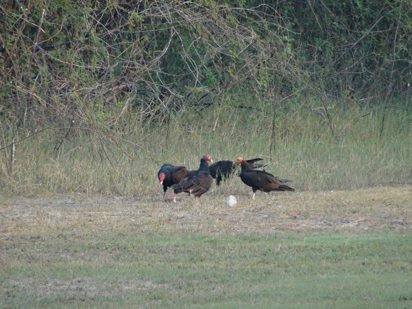 Crooked Tree- Vultures