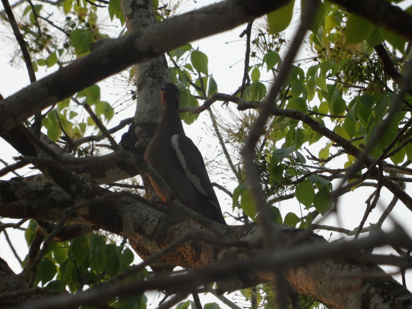 Crooked Tree- White-Winged Dove