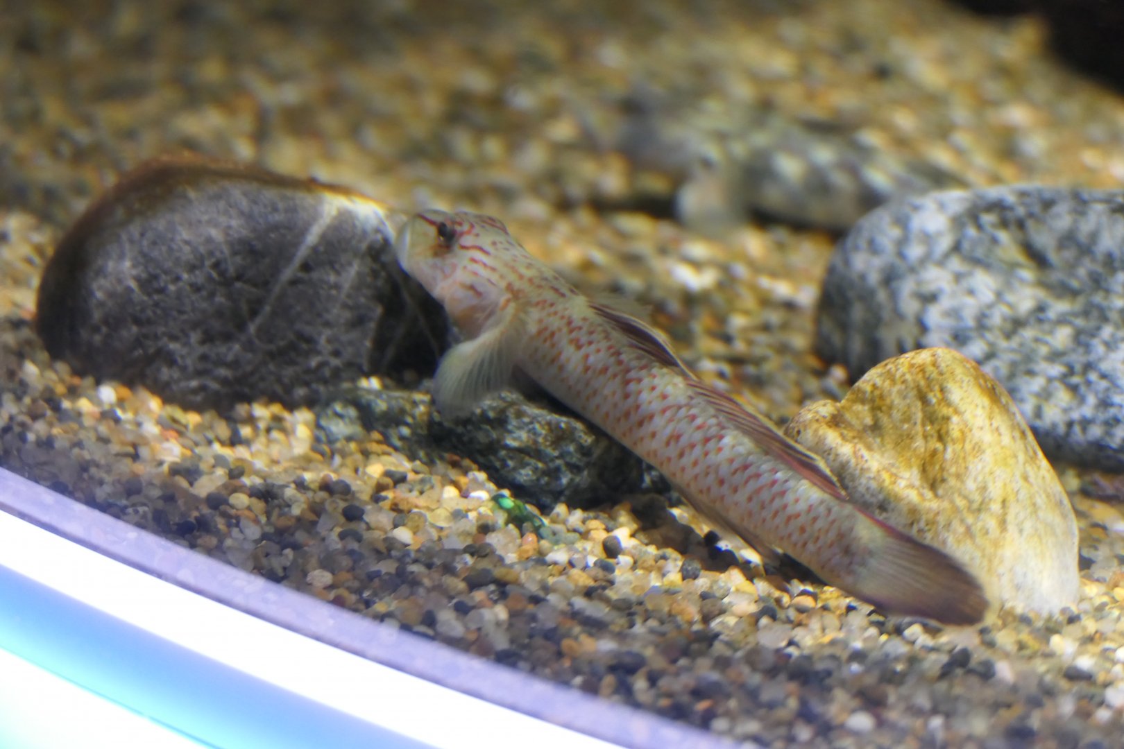 Cross-band Yoshinobori Goby (Rhinogobius nagoyae)