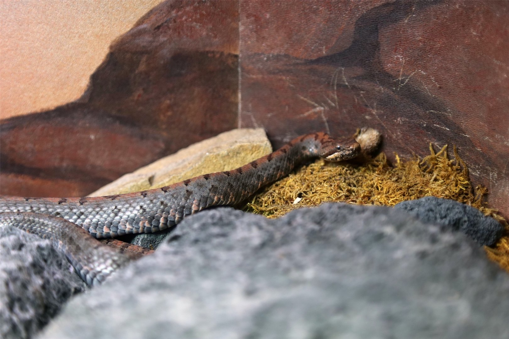 Cross-banded Mountain Rattlesnake (Crotalus transversus)