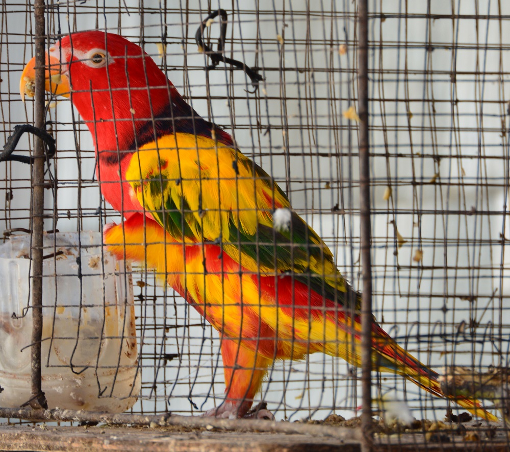 ? Cross bred lory ?