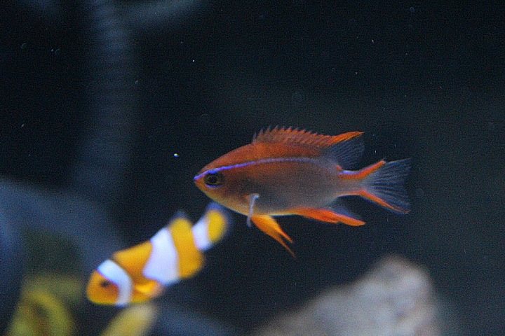 Cross' damselfish (Neoglyphidodon crossi)