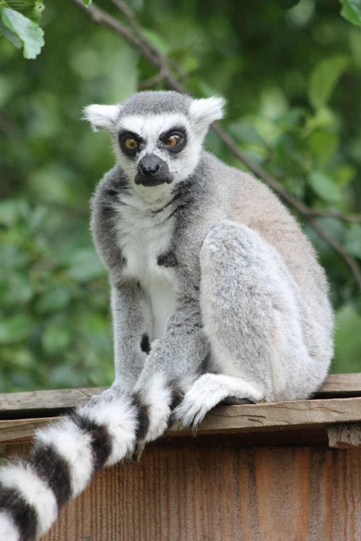 Cross-eyed looking Ring-tailed lemur