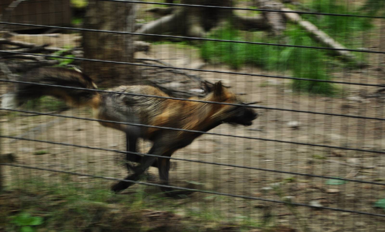 Cross Fox (Red Fox) ablur
