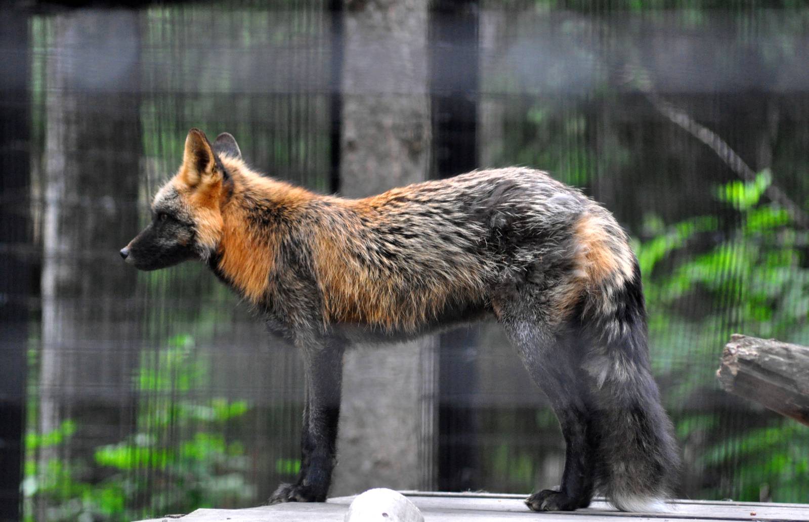 Cross Fox (Red Fox)