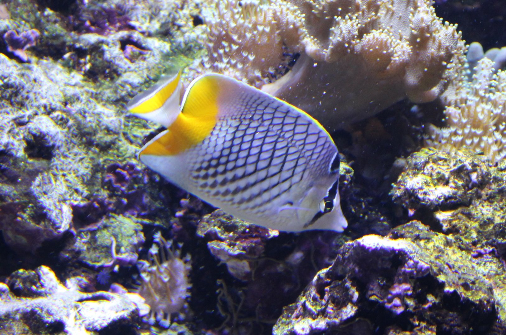 Cross-hatch butterflyfish - Chaetodon xanthurus