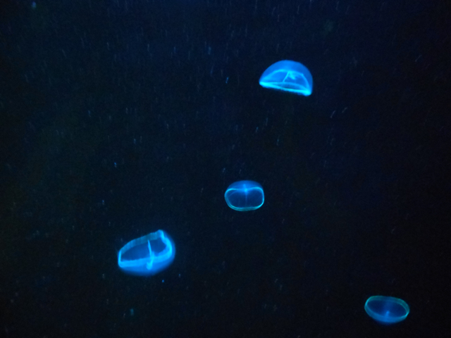 Cross jellies