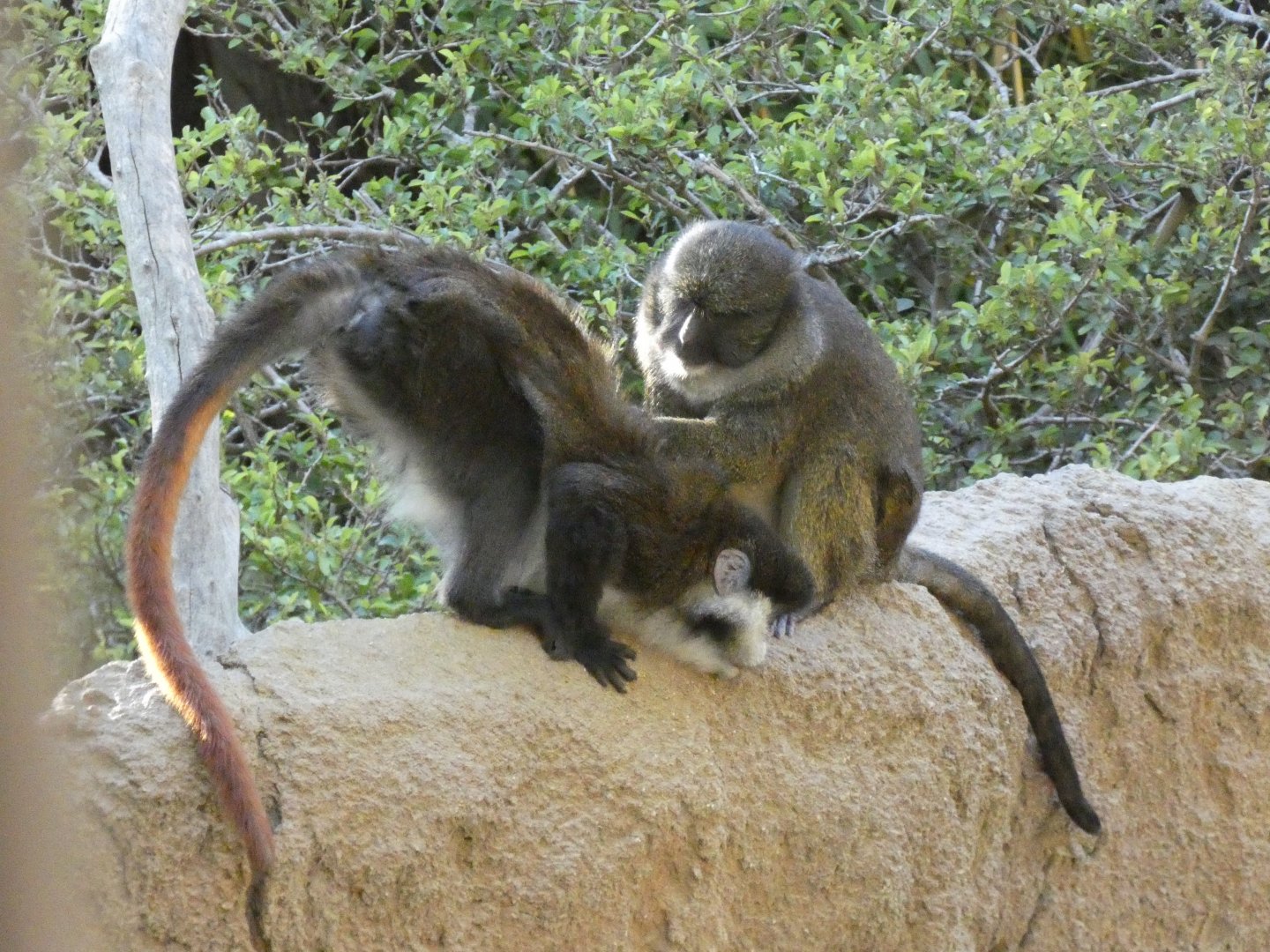 Cross species grooming