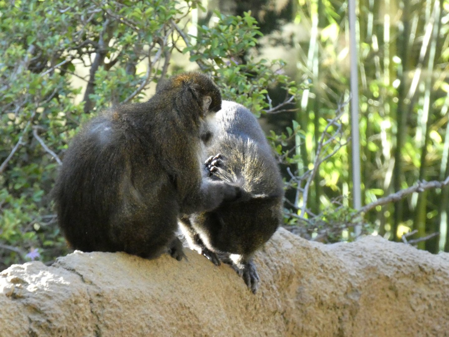 Cross species grooming