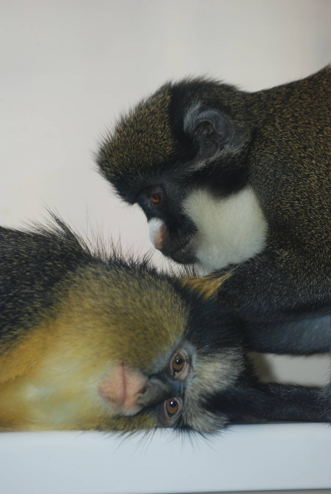 Cross-species Guenon Grooming at Twycross, 18/06/11