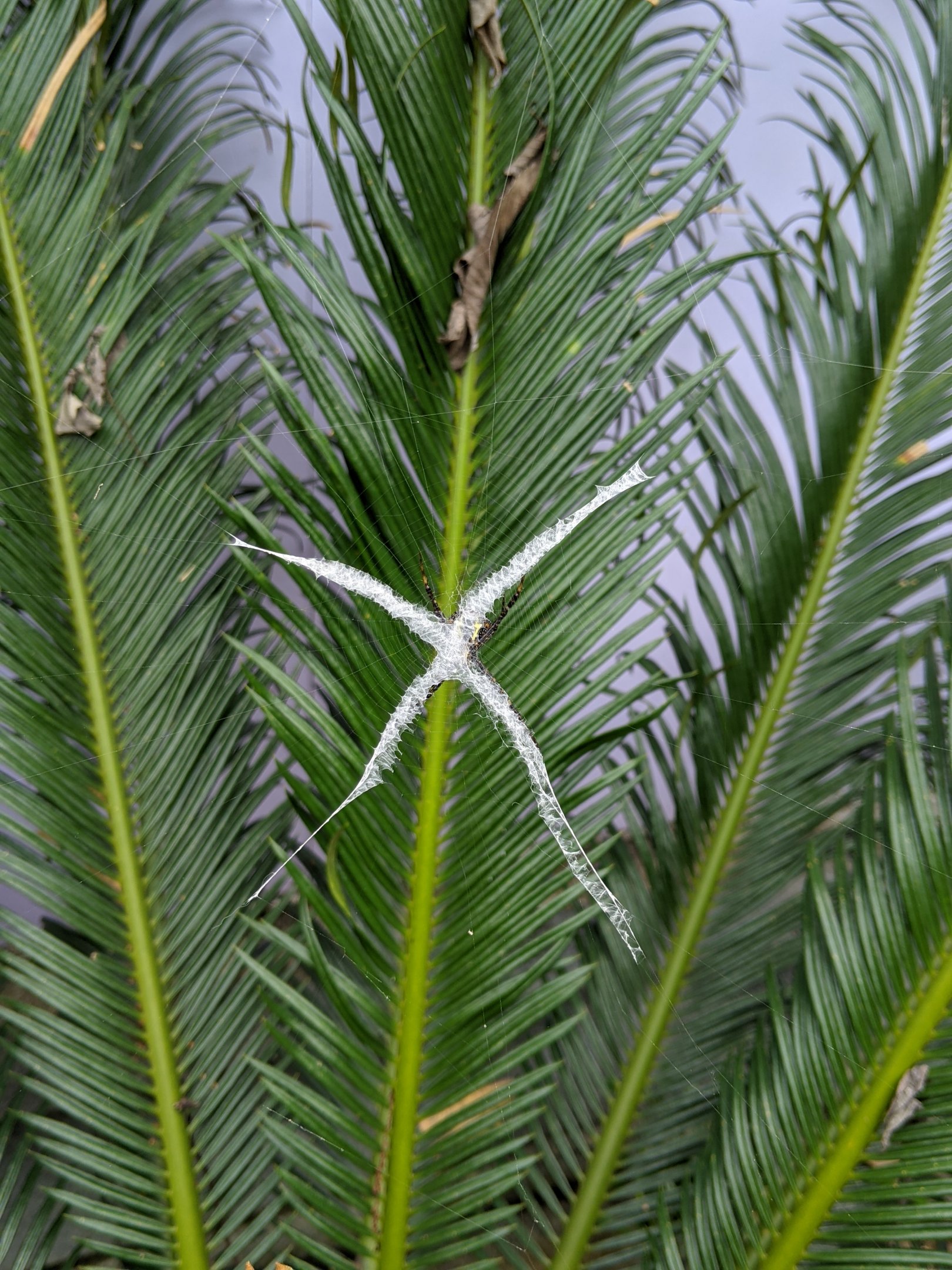 Cross Spider (Argiope sp.)