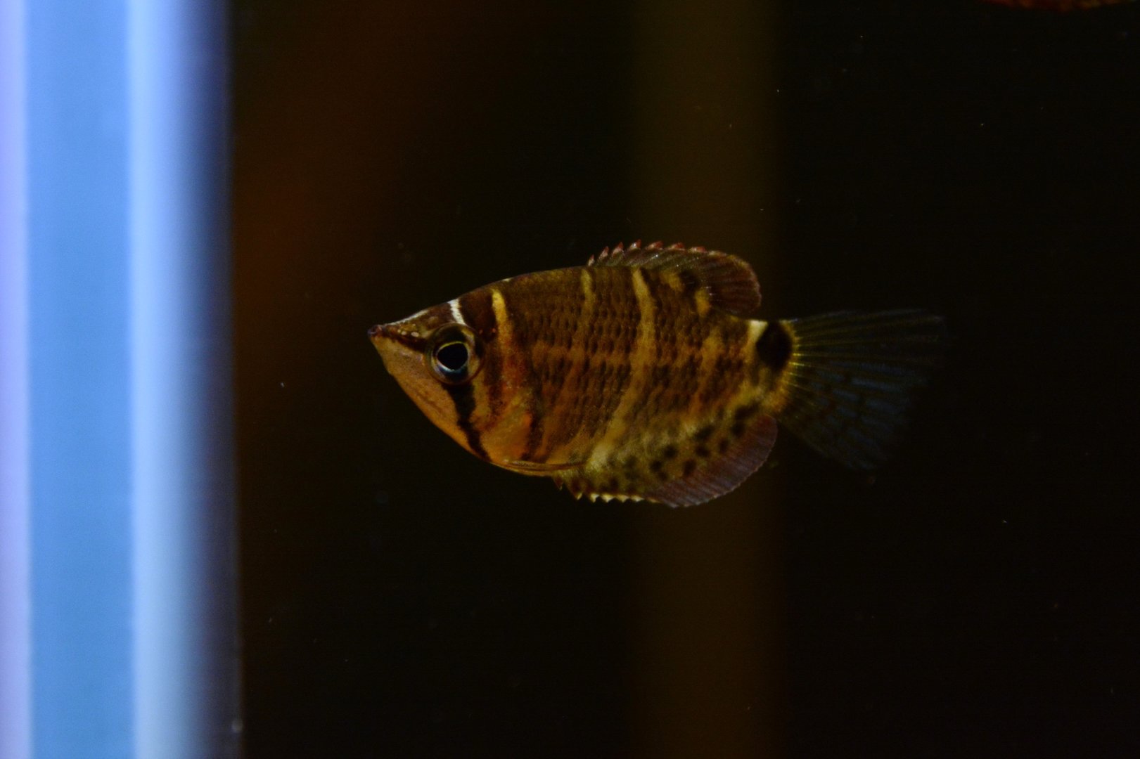 Crossband chocolate gourami (Sphaerichthys selatanensis)