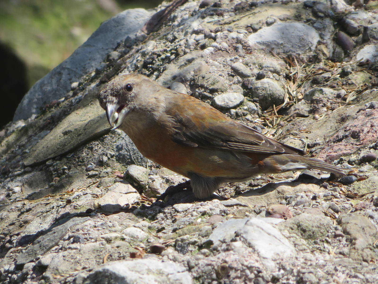Crossbill