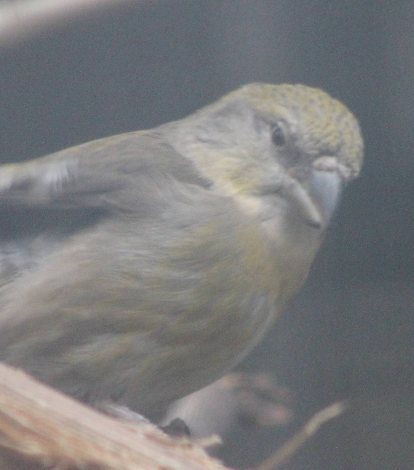 Crossbill
