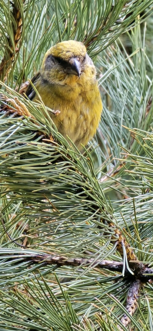 Crossbill