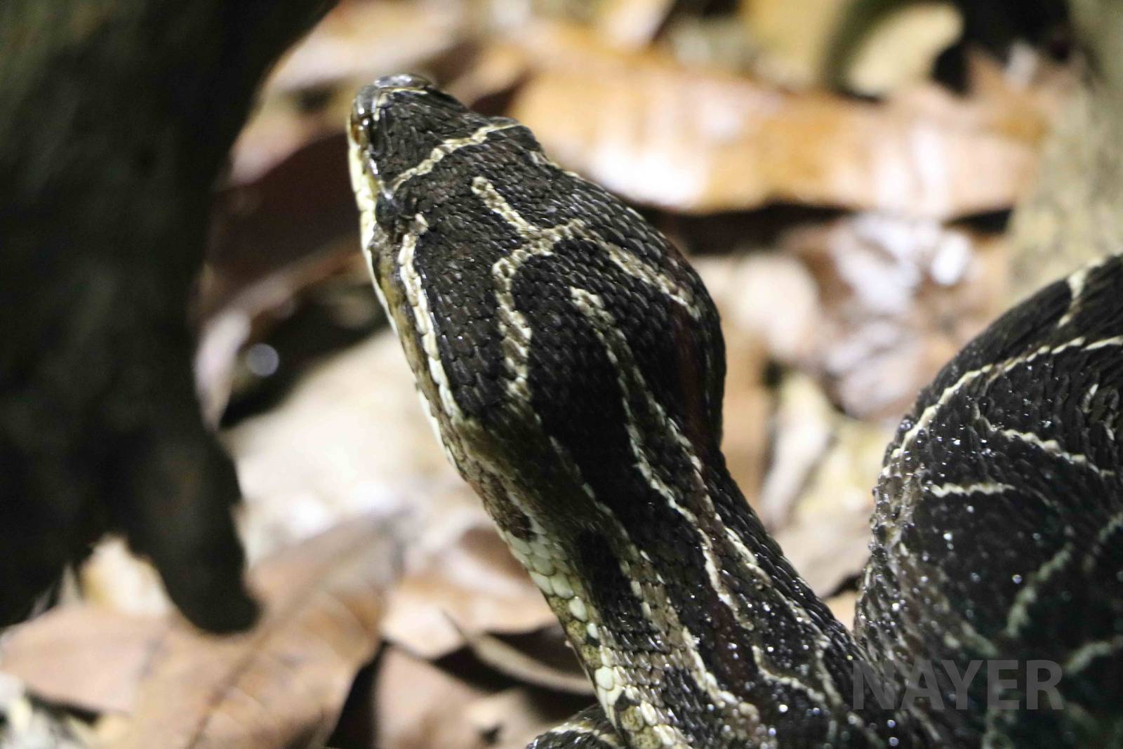 Crossed pit viper - Instituto Butantan, 2016