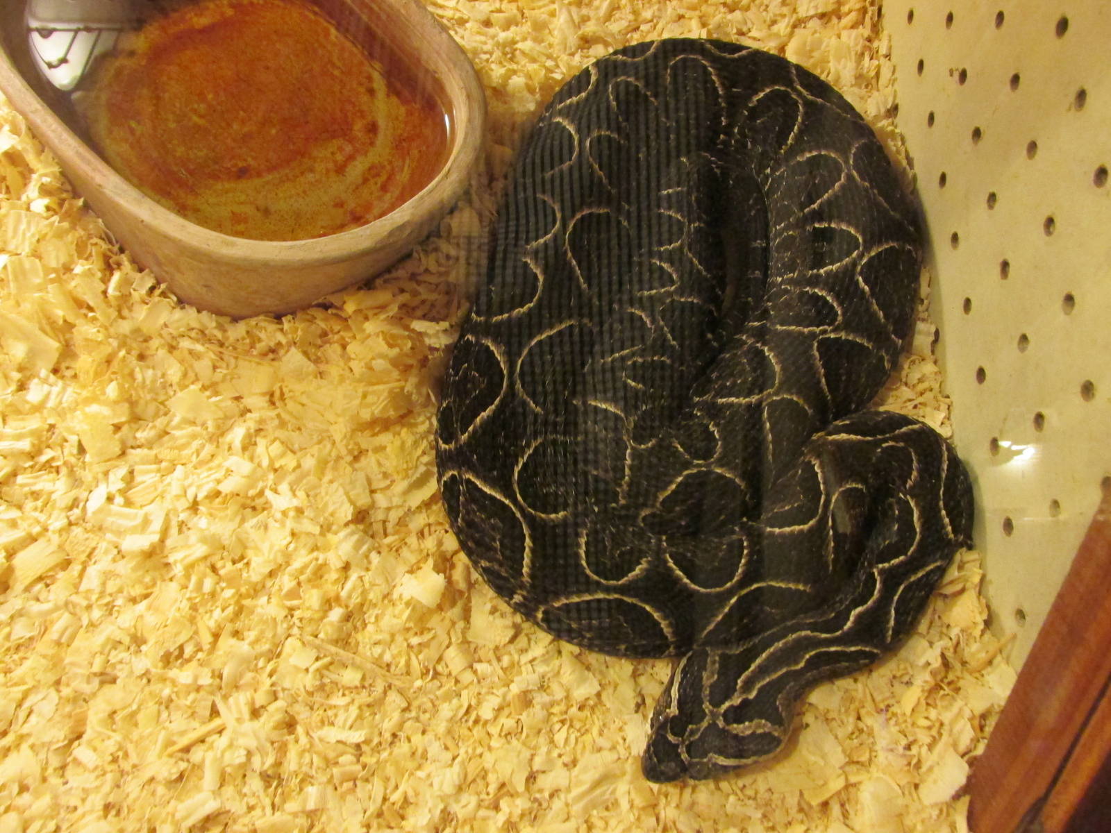 crossed pit viper serpentario mendoza