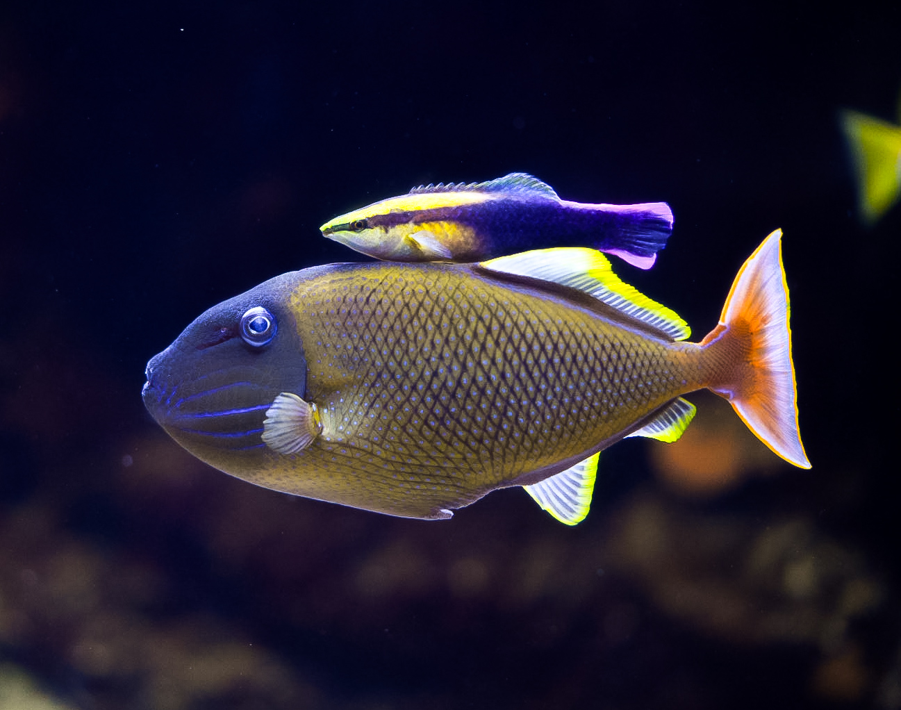 Crosshatch Trigger w/ Hawaiian Cleaner Wrasse