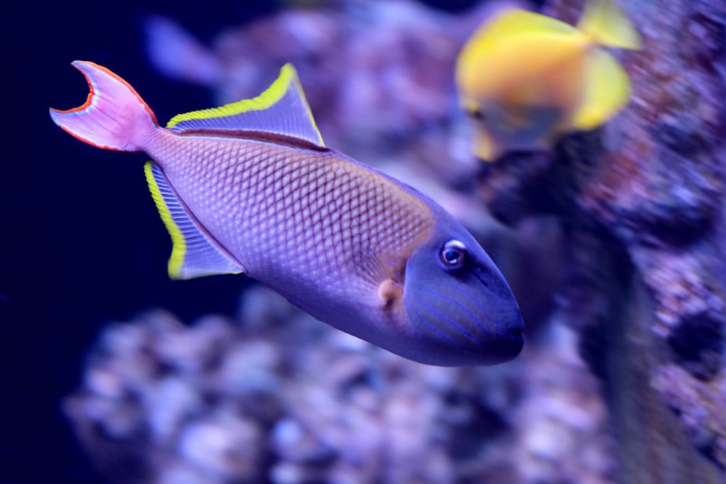Crosshatch Triggerfish