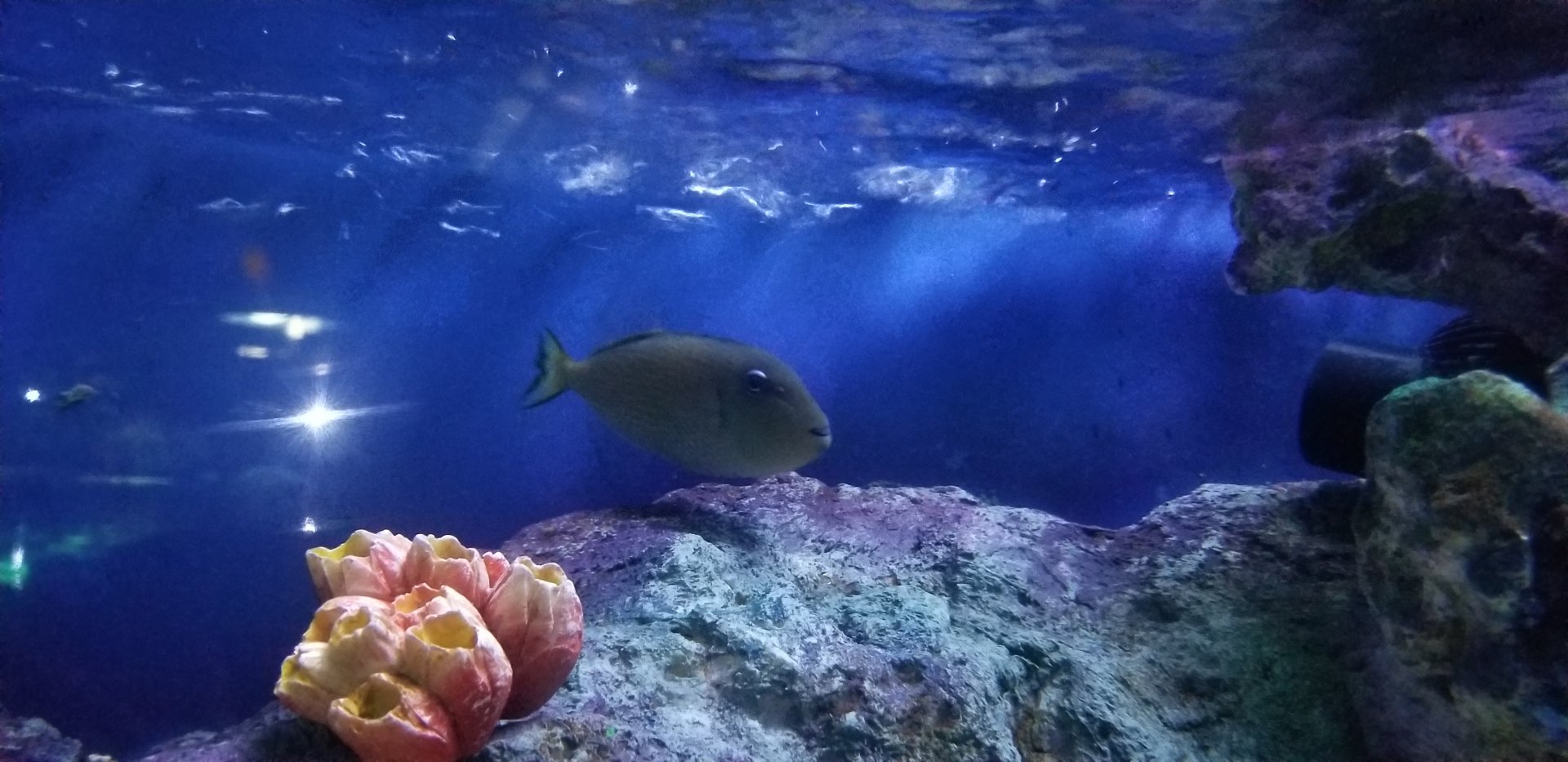 Crosshatch Triggerfish