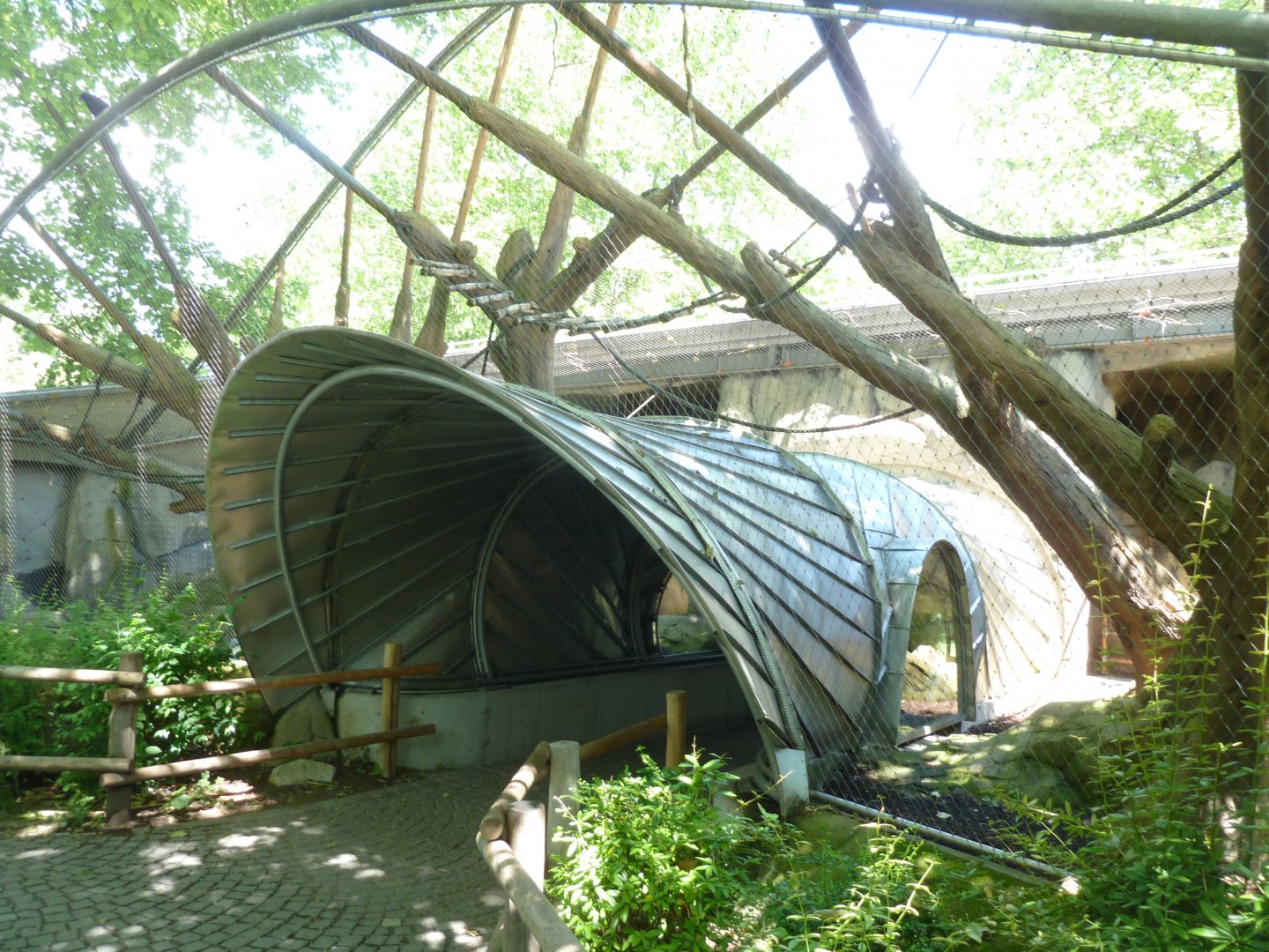 Crossing through collared mangabey enclosure