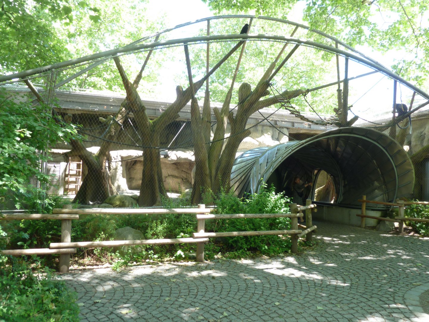 Crossing through collared mangabey enclosure