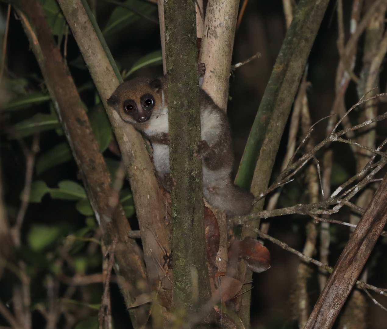 Crossley's dwarf lemur ((Cheirogaleus crossleyi)