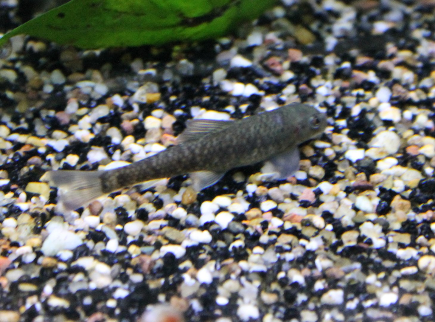 Crossocheilus latius