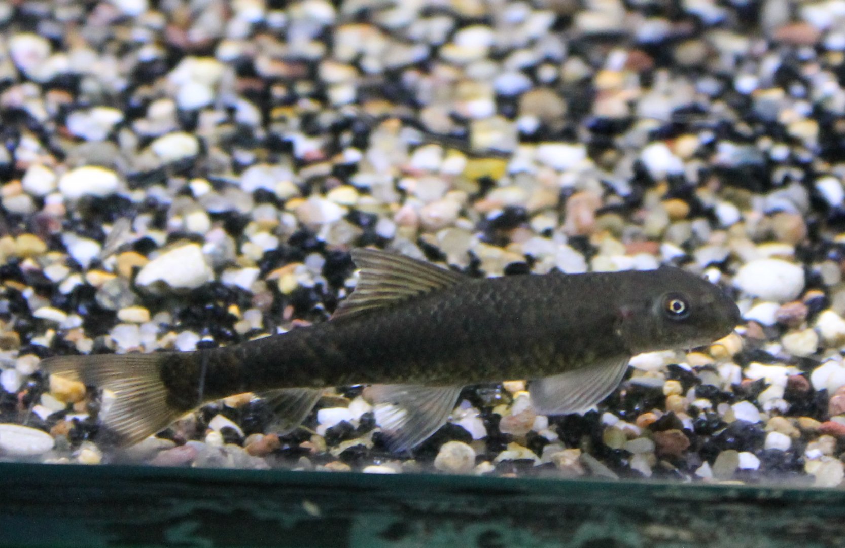 Crossocheilus latius