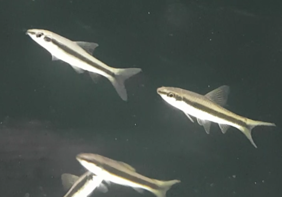 Crossocheilus oblongus