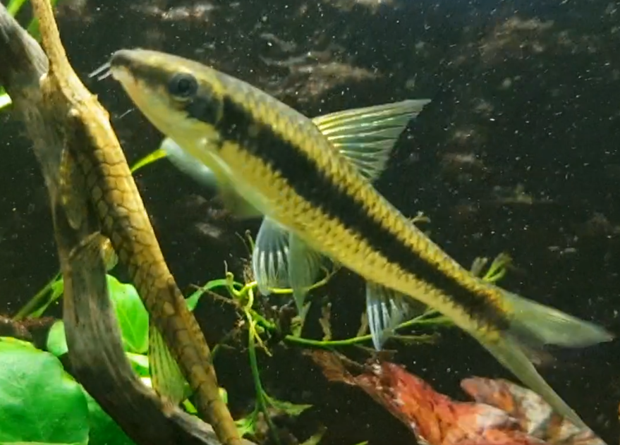 Crossocheilus oblongus