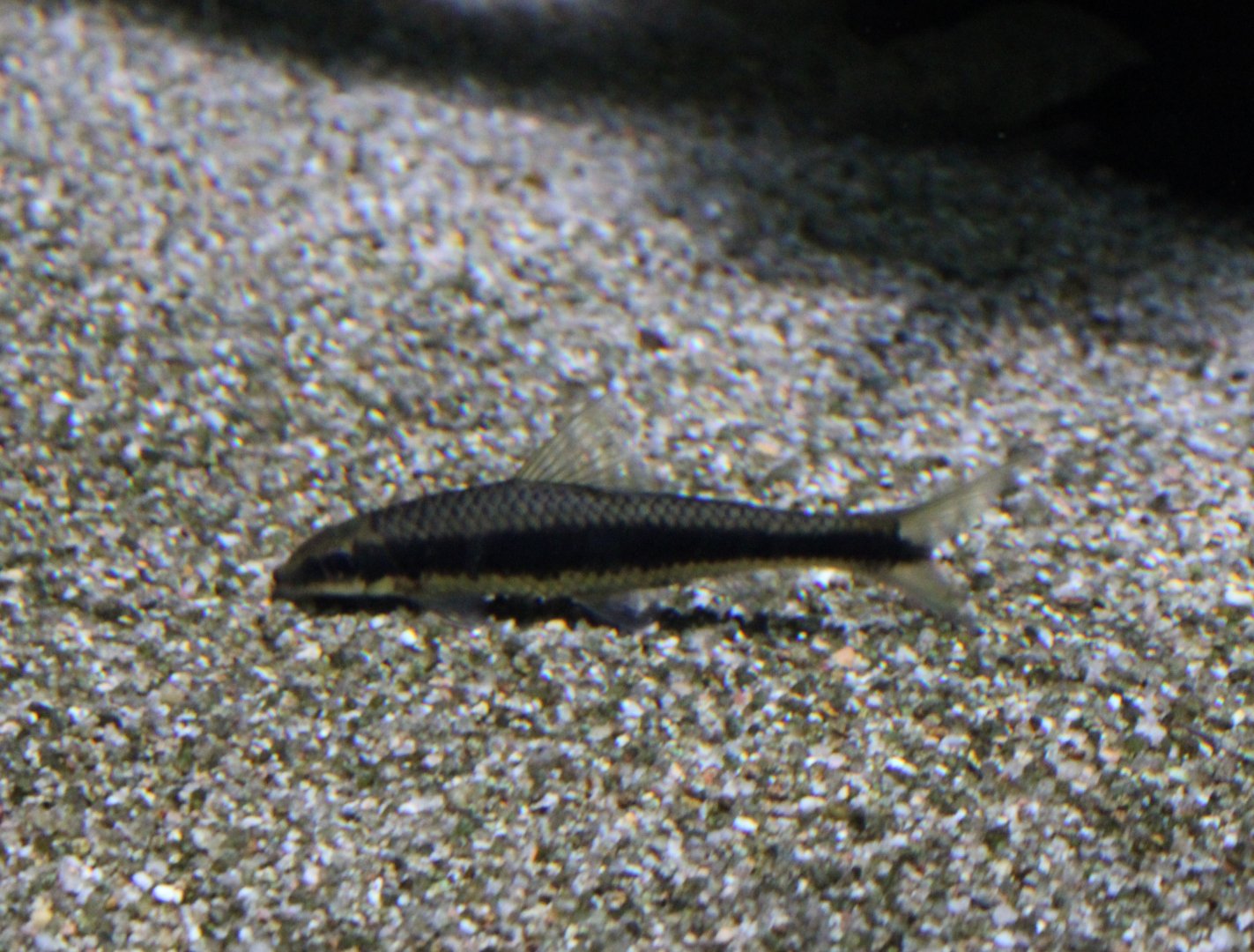 Crossocheilus oblongus