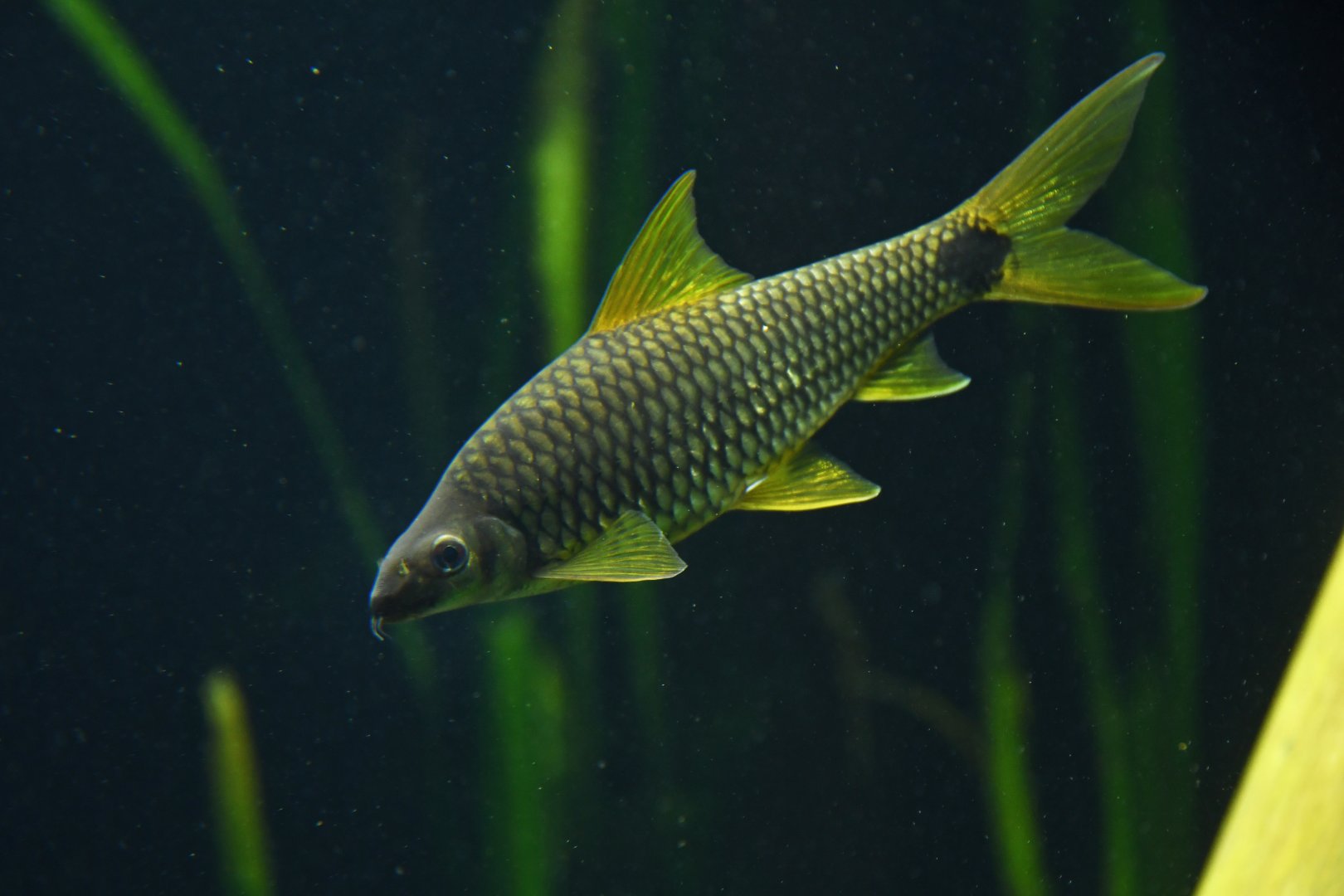 Crossocheilus reticulatus