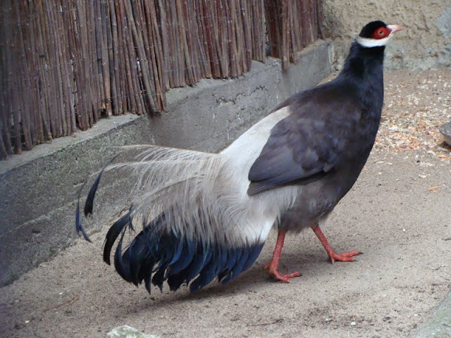 Crossoptilon mantchuricum