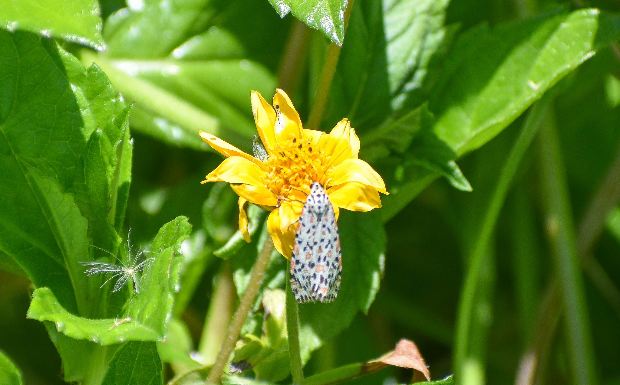 Crotalaria Moth (Utetheisa lotrix)