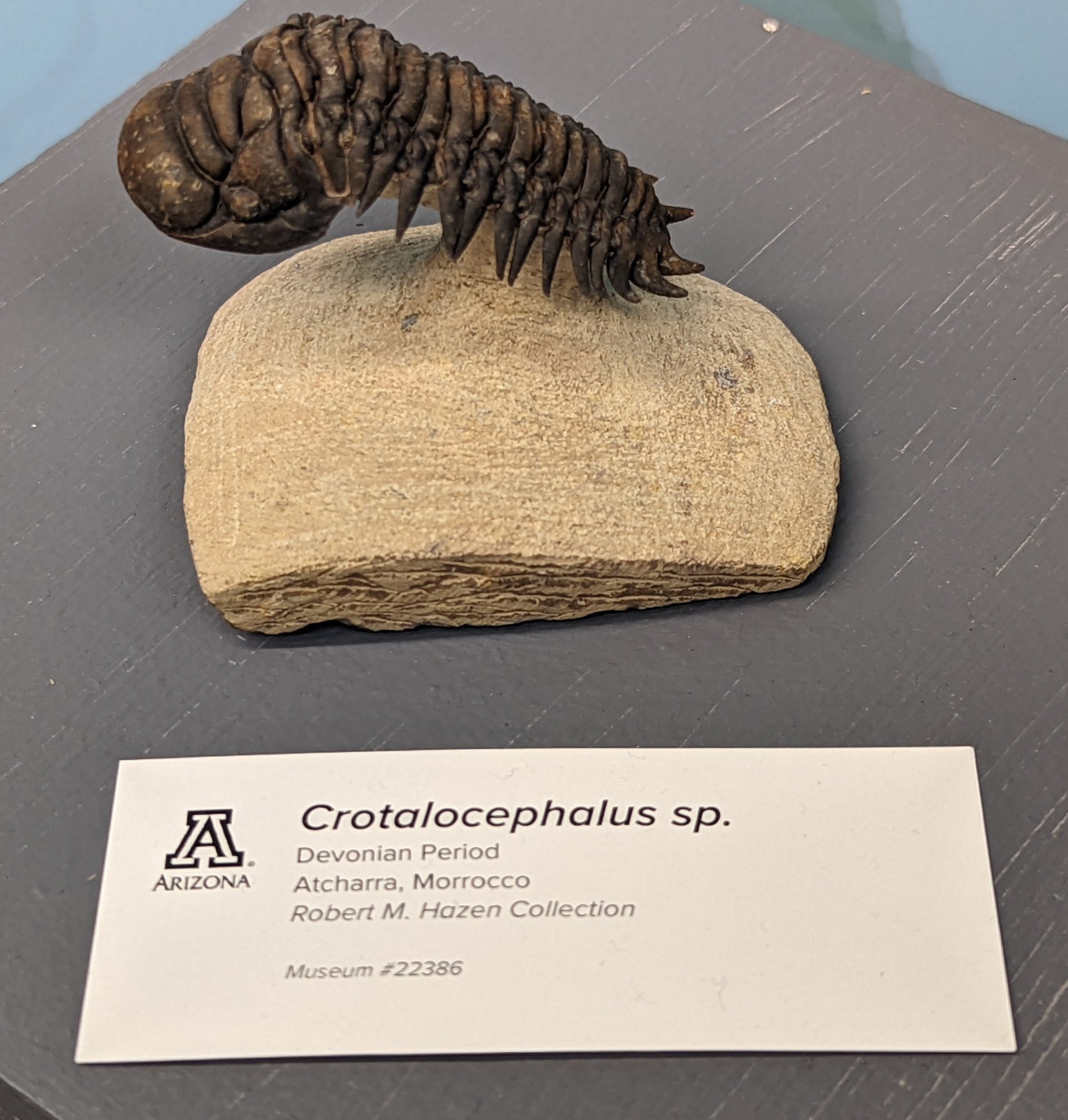 Crotalocephalus sp.