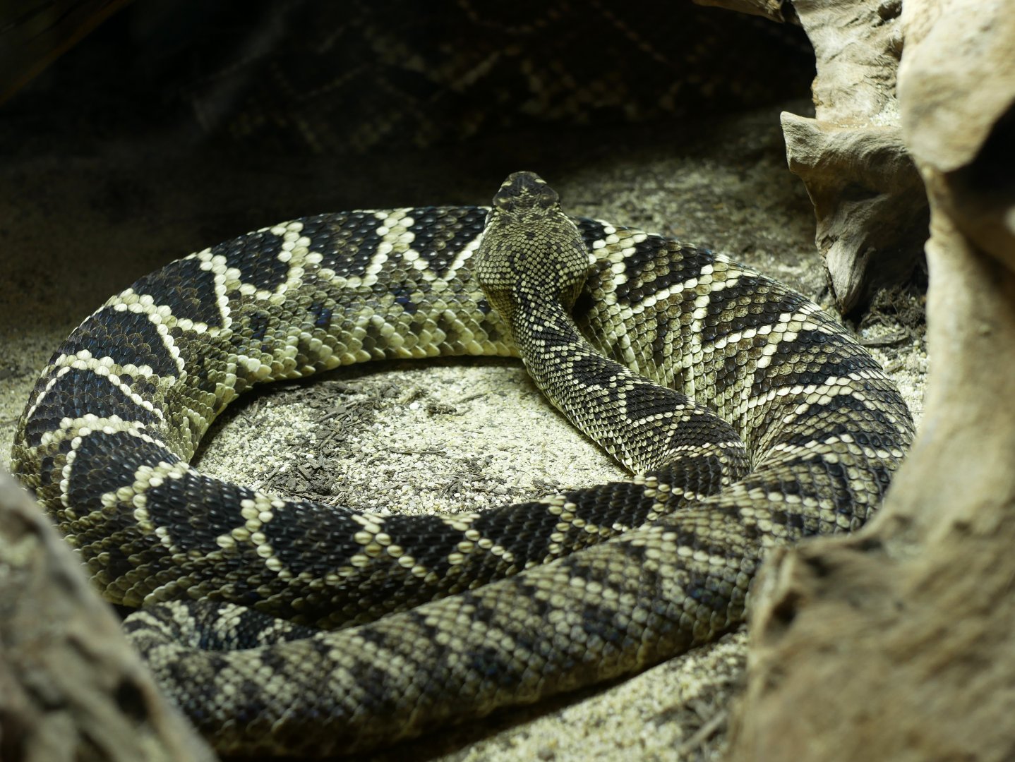 Crotalus adamanteus