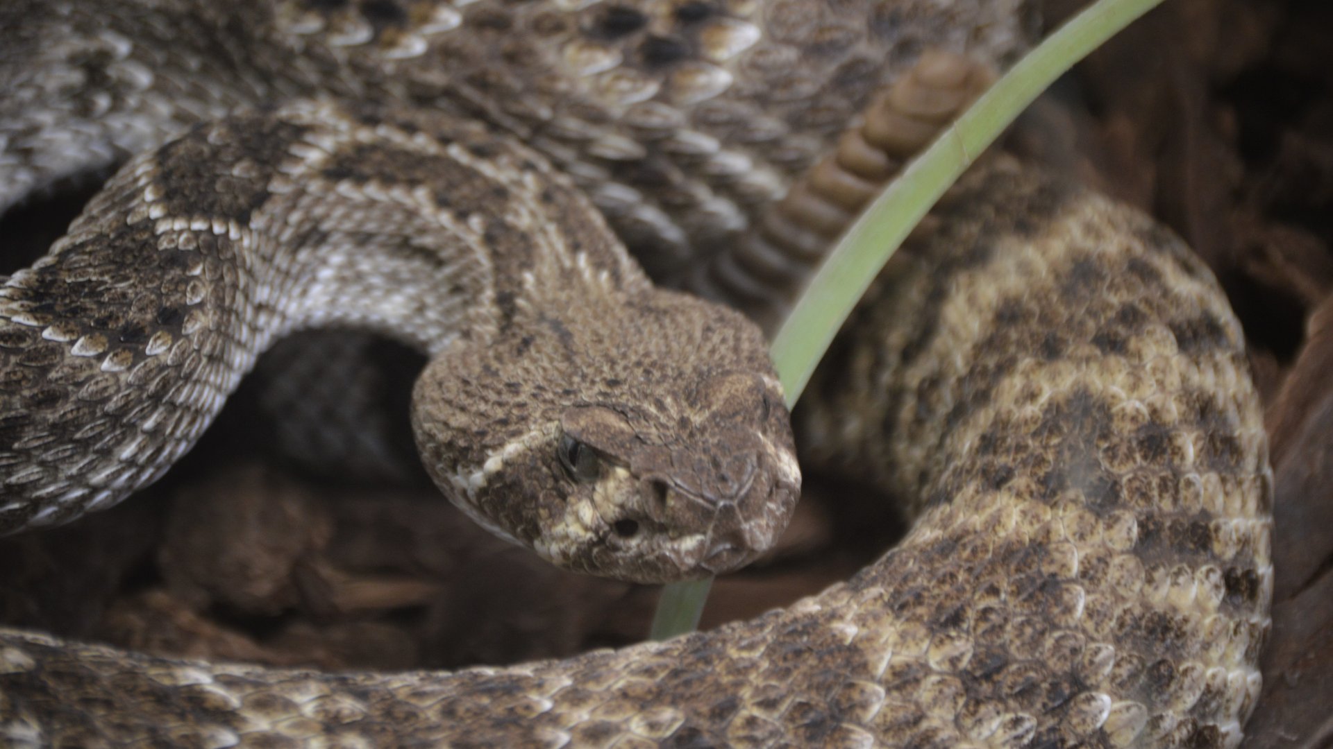Crotalus atrox atrox
