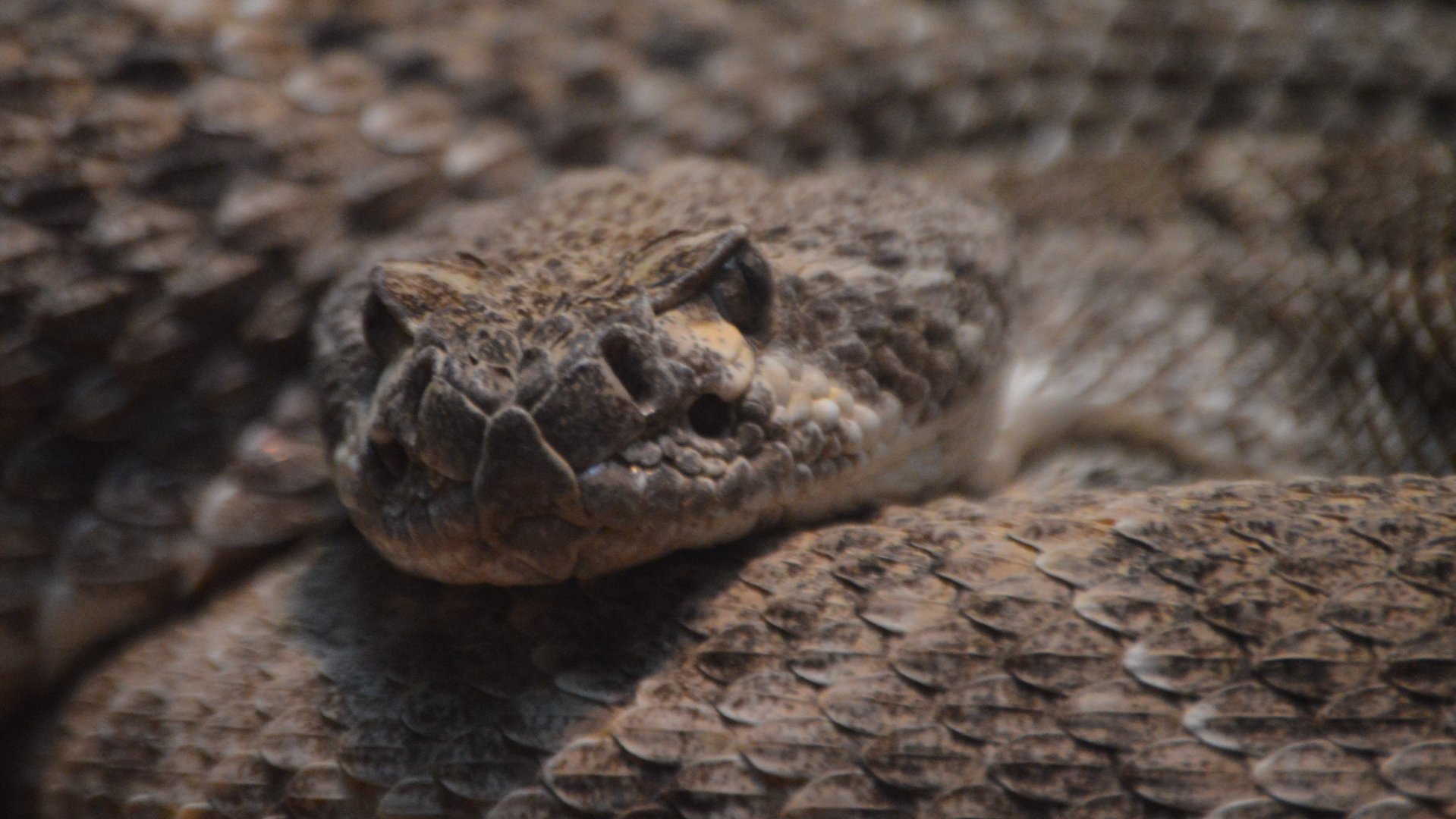 Crotalus atrox