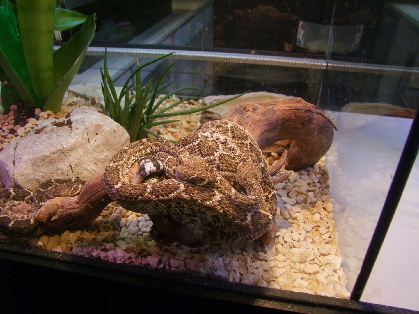 Crotalus atrox