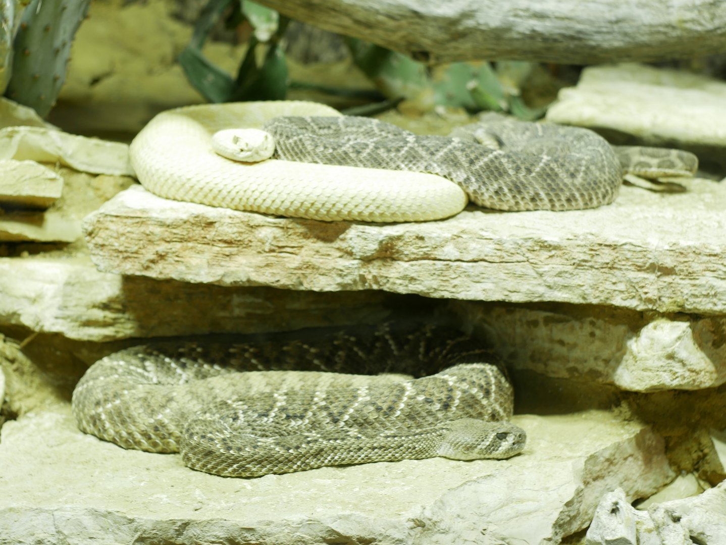 Crotalus atrox