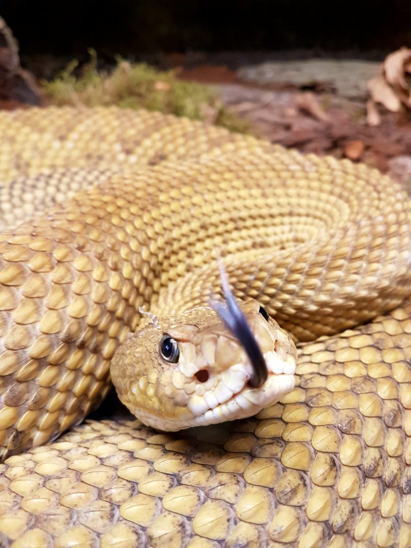 Crotalus basiliscus