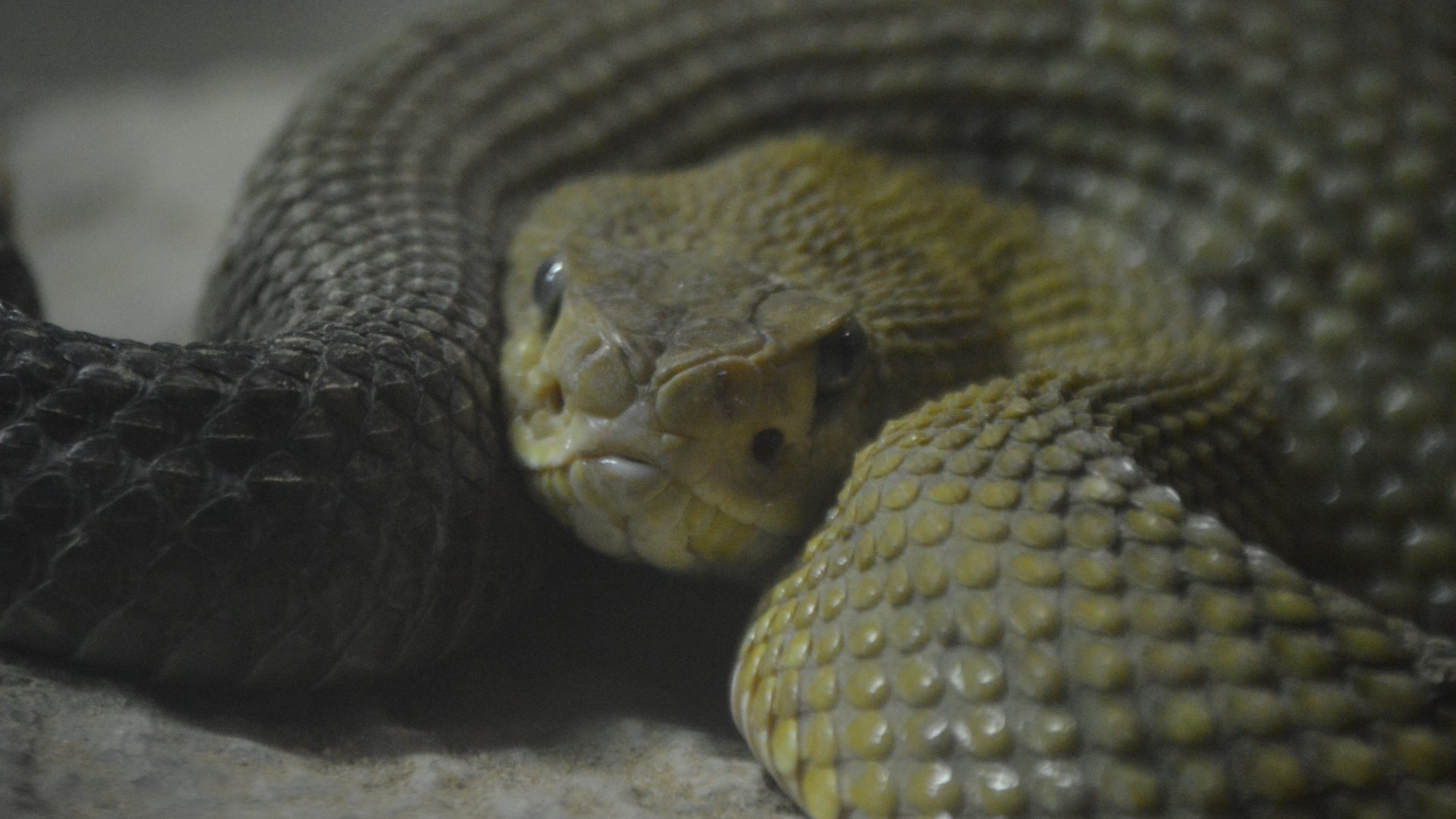 Crotalus basiliscus