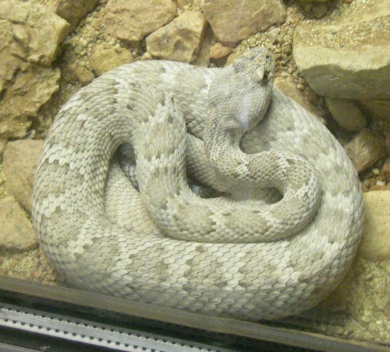 Crotalus catalinensis
