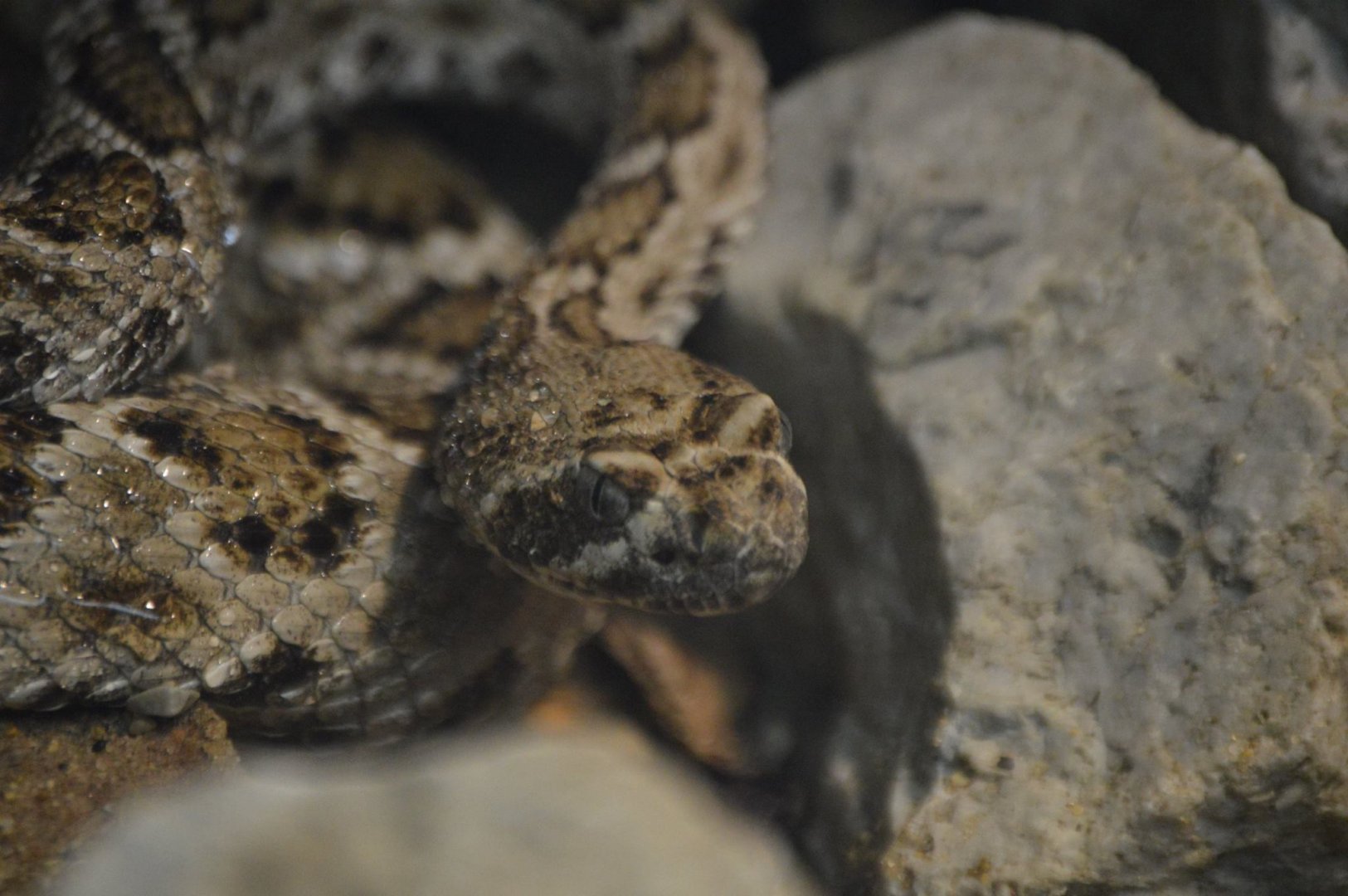 Crotalus catalinensis