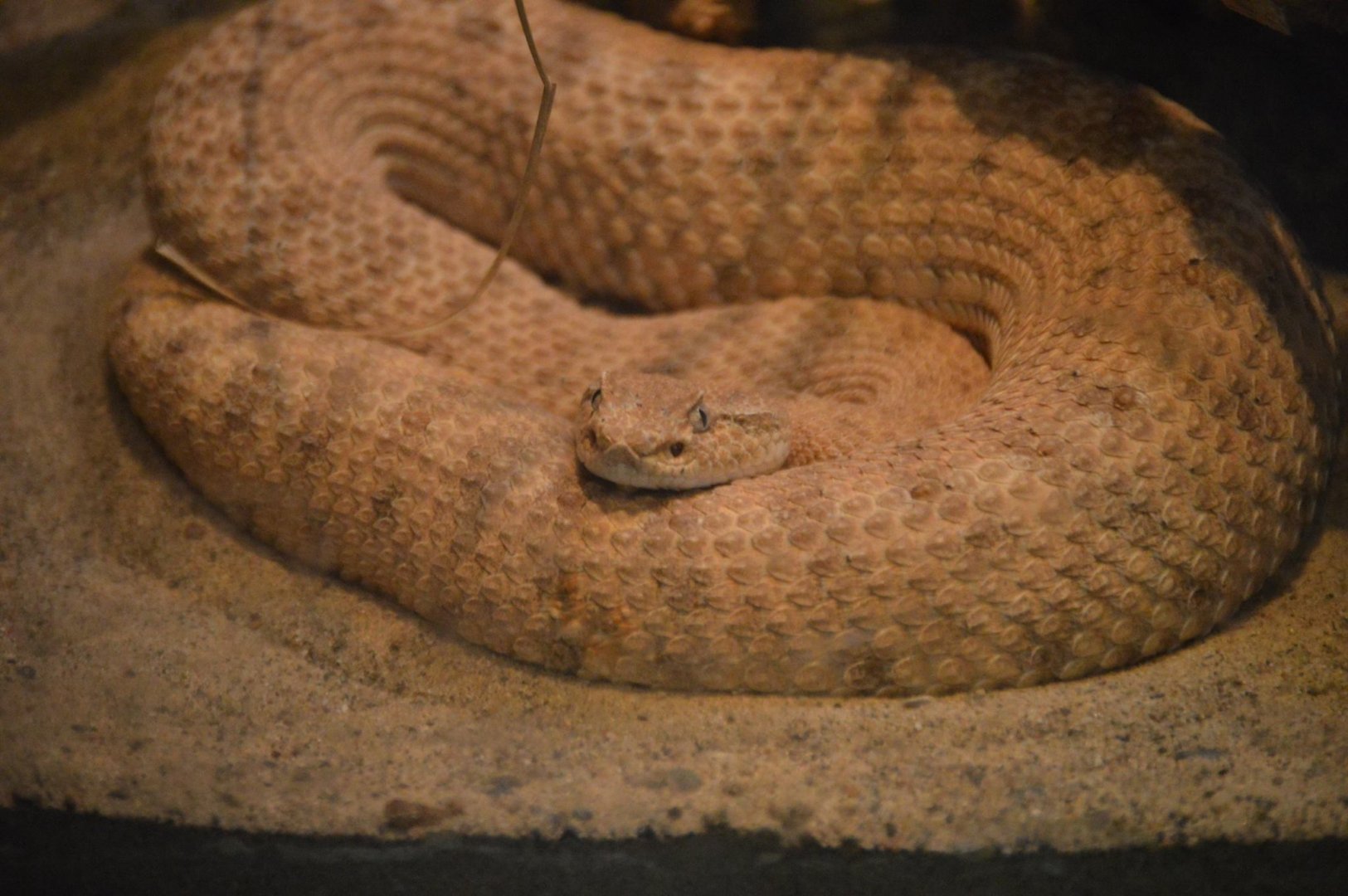 Crotalus cerastes laterorepens